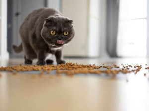 Алергии и чувствителност при котките: как да изберем подходящата храна