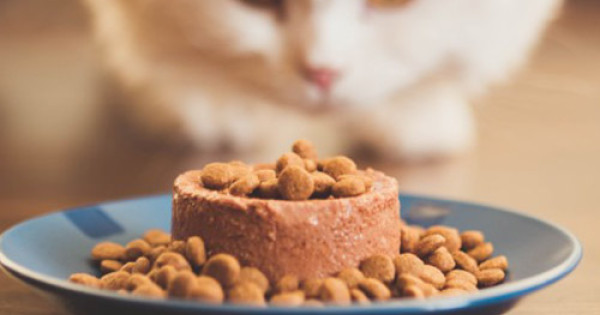 Котешка храна само от ОГИ Маркет